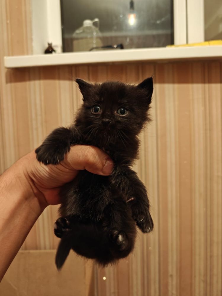 Кошки котята мысык маргау