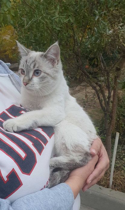 Отдаётся даром очень красивый котёнок