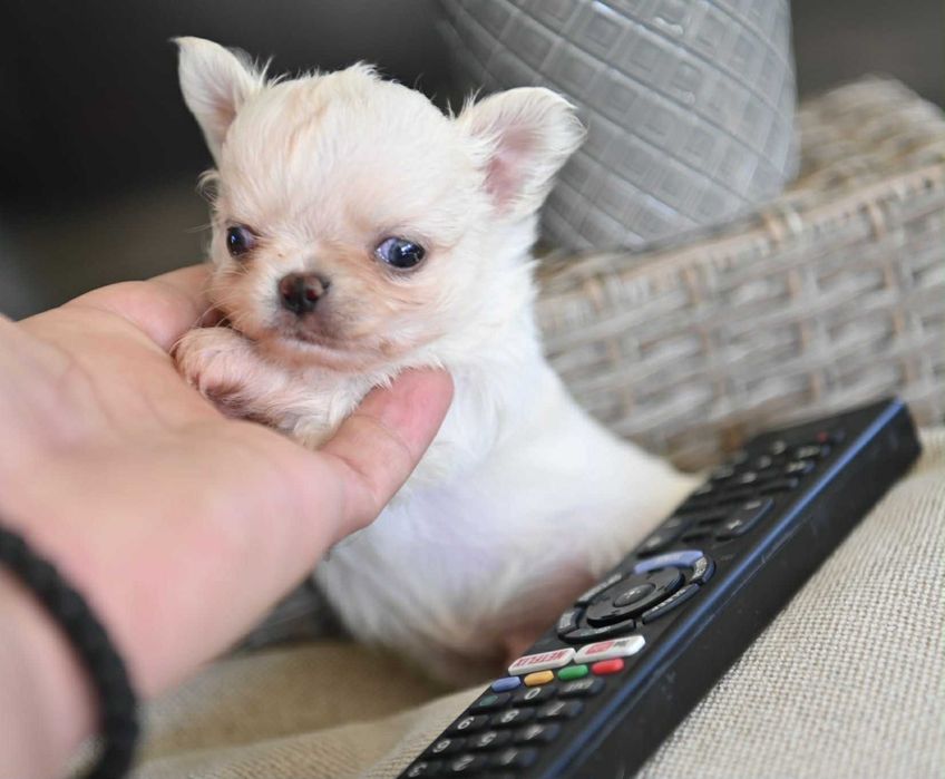 Мъжко дългокосместо мини чихуахуа