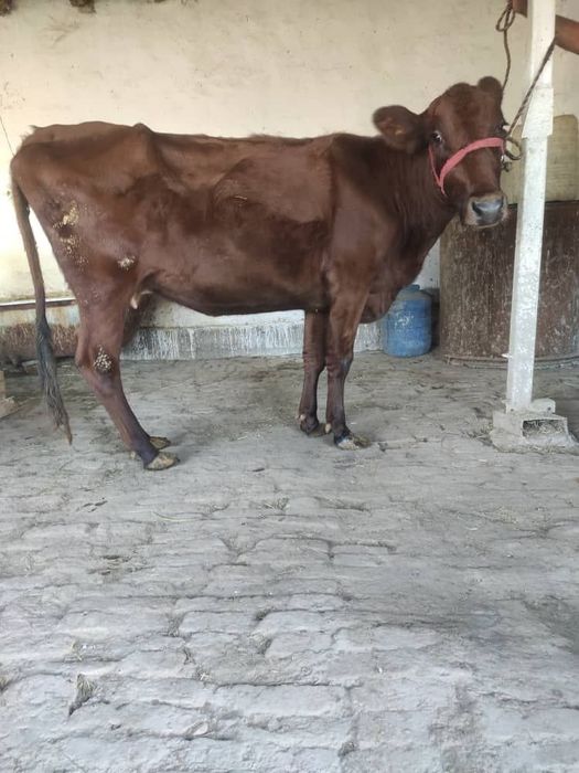 Ona bola sigir sotiladi