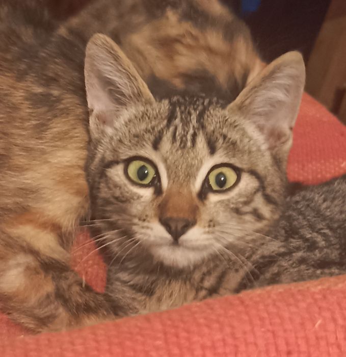 Котя-котечка мальчик!