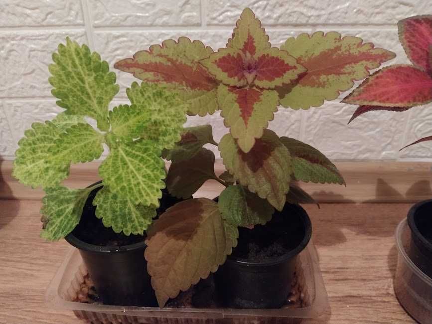 6  копривки + отстъпка