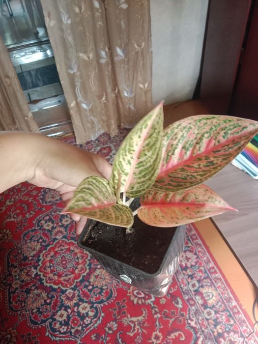 Продам цветочки...