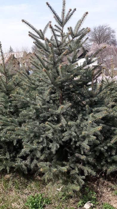 Продам саженцы Ели голубой и зеленой