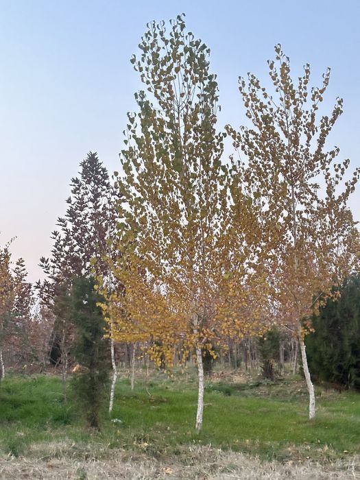 Majnun tol 2 metrdan 5 metrgacja