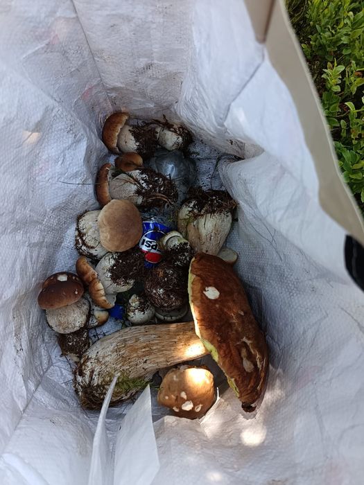 Vaci de vanzare de carne și lapte