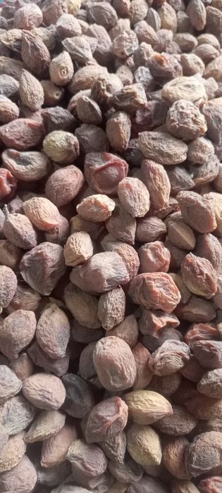 Урик коки куйошда куритилган 3 хилбор личнбни таби нарса