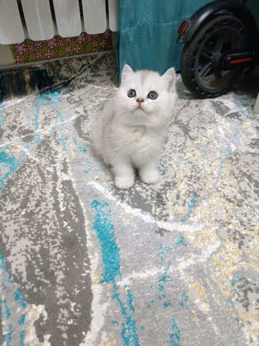Продаётся британский котёнок мальчик