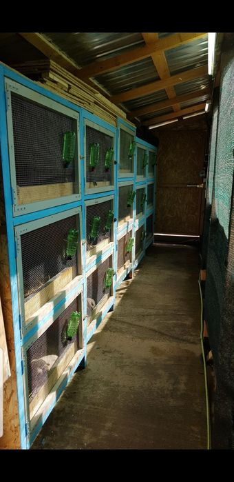 Custi iepuri modul de 3 bucăți.