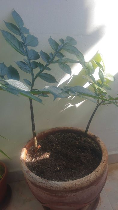 / Ново / Палма - Красиво растение !