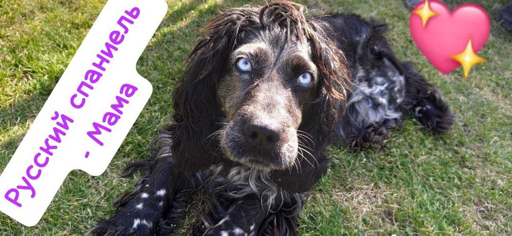 Отдам щенят Русского спаниеля