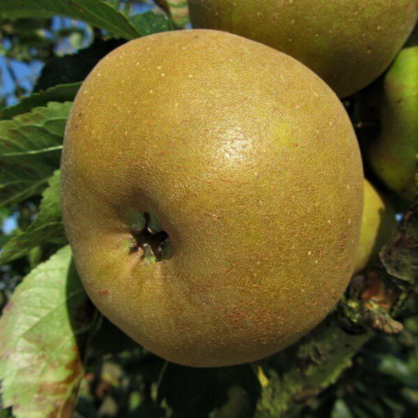 Pomi Fructiferi  deosebiti  mar renet de canada