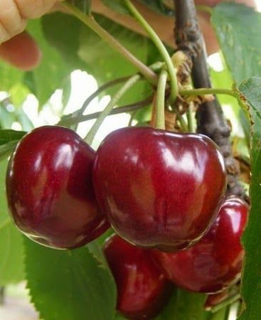 Pomi Fructiferi deosebiti  regina