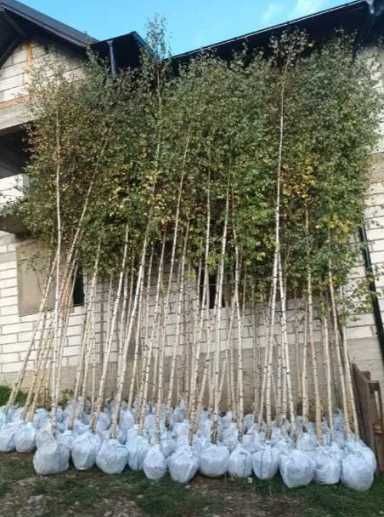 Tei Ornamental , Mesteacan alb , Platan , Artar de camp