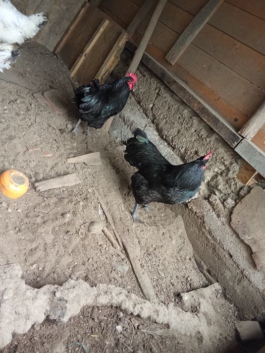 Cocoși australorp și playmond