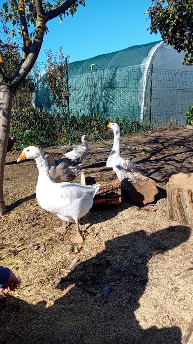 Vând gaste mari crescute în libertate