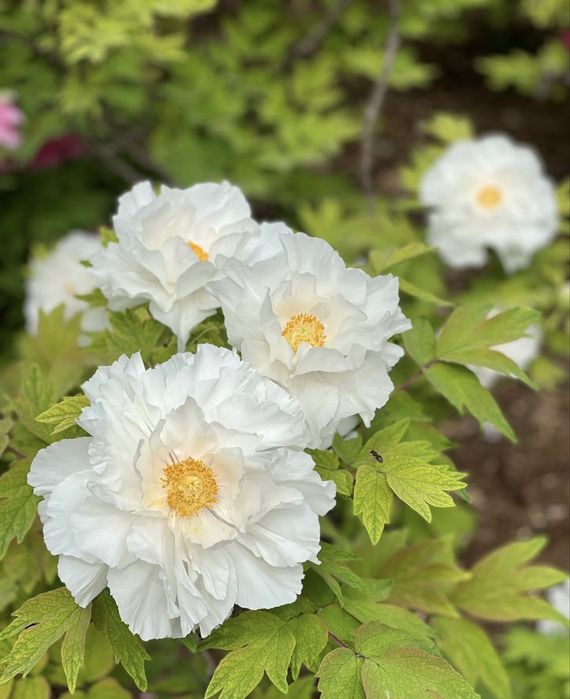 semințe de bujori -20 de semințe