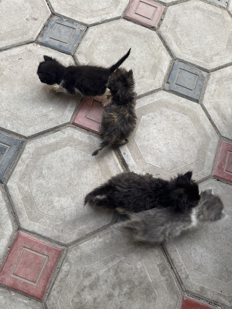 Котята Срочно отдам