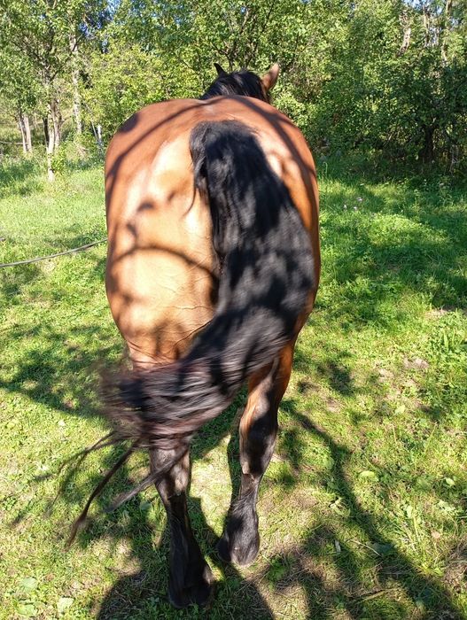 vand iapa foarte buna si ascultatoare de 8 ani