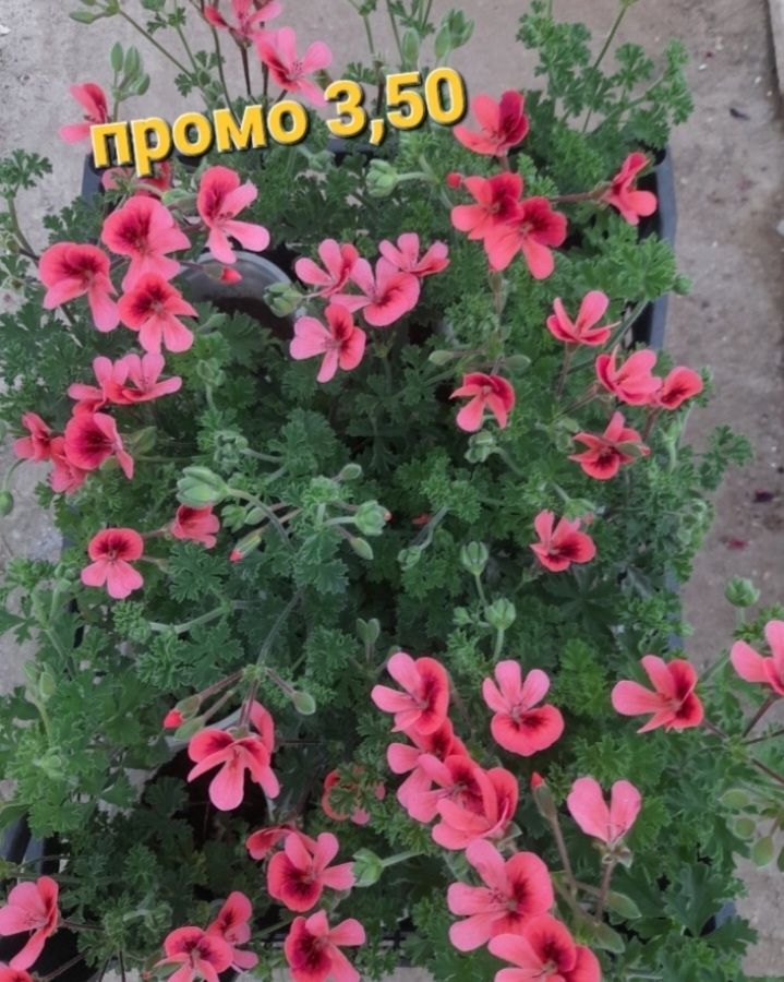 Кралско мушкато и селско мушкато