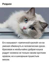 Котенок чистокровный Рэгдолл