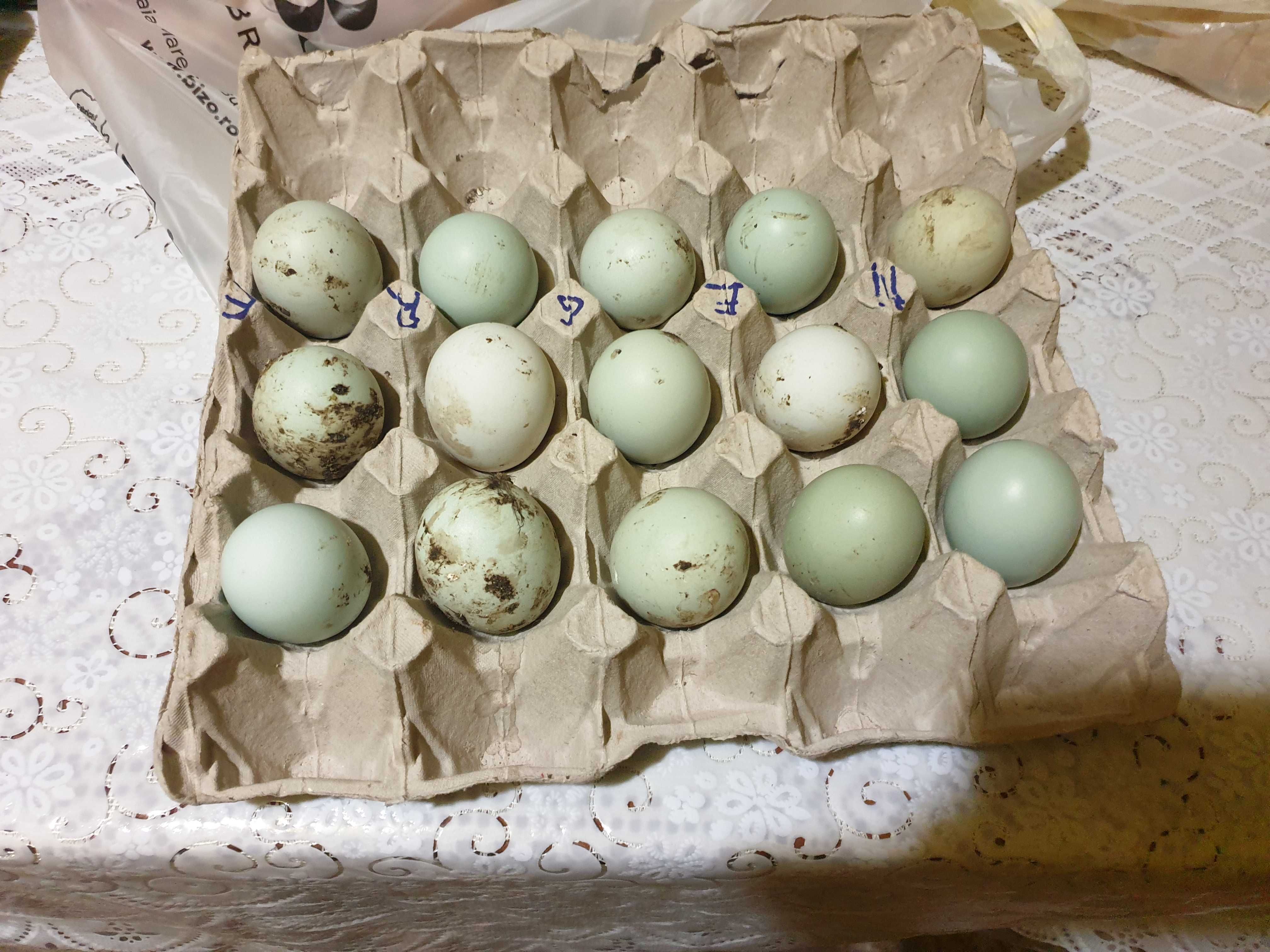 Ouă pentru incubat găini de rasă Araucana potarnichiu sălbatic