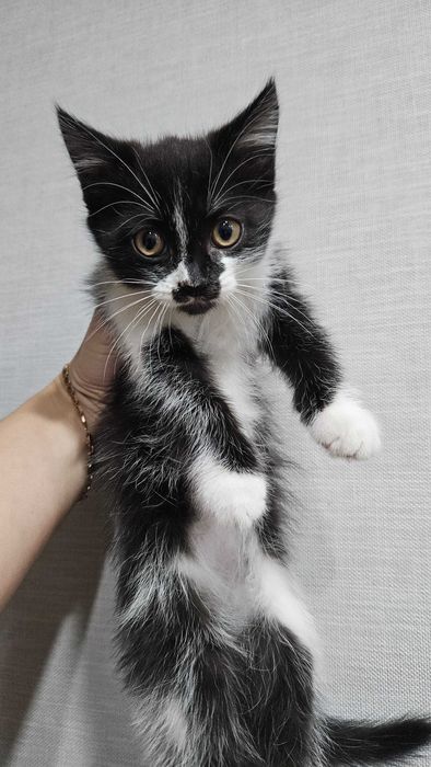 Отдам в хорошие руки котят
