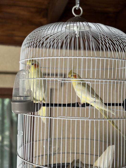 Papagali nimfe pereche