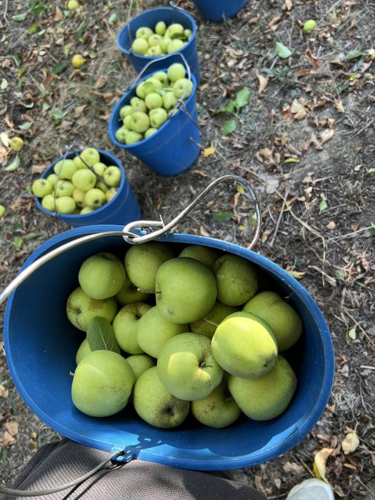 Vand mere, golden, ionatan, florina si de industrie!
