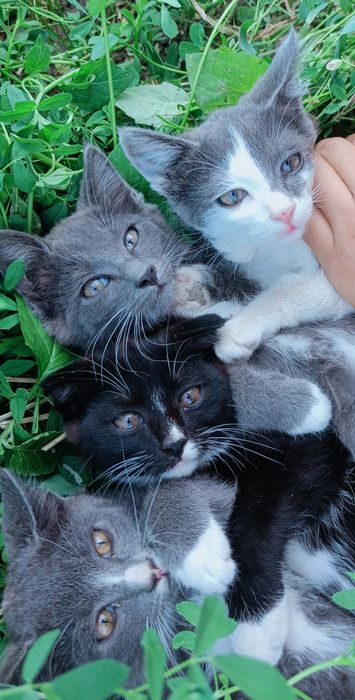 Отдам бесплатно  красивых котят хорошие руки