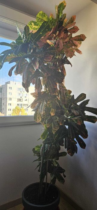 Planta de interior - Croton Codiaeum Variegatum Petra