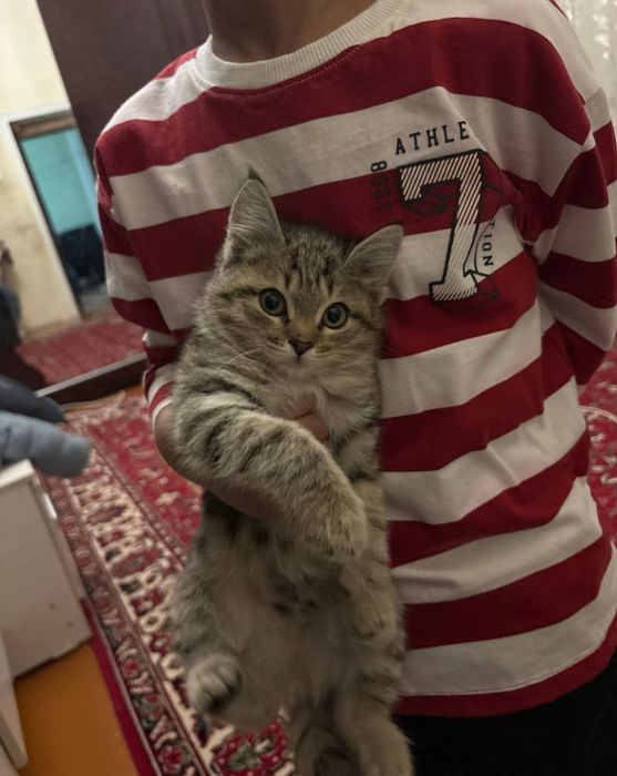 Mushuk tenkinga beriladi