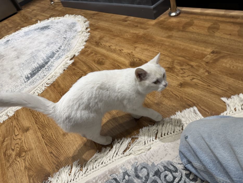 Кошка отдам в харошие руки