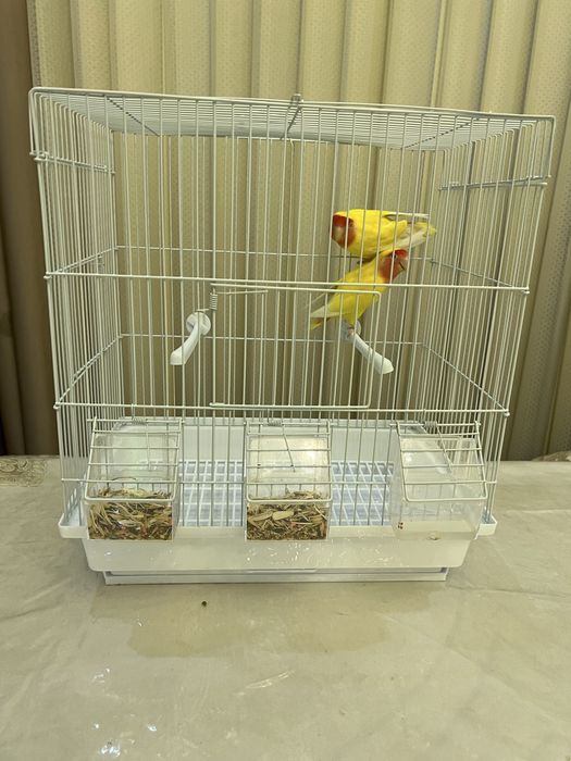 Nerazluchka 2ta,3ta tuxumi bor sog’lom qushla