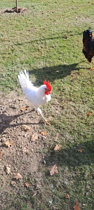 Vând cocosi Leghorn