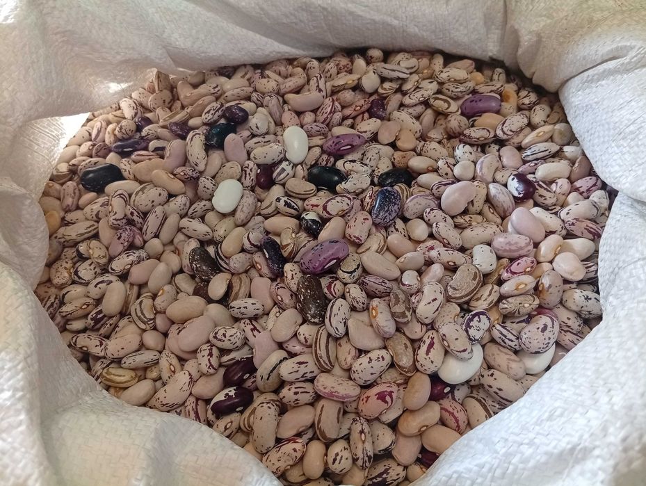 Градински шарен боб