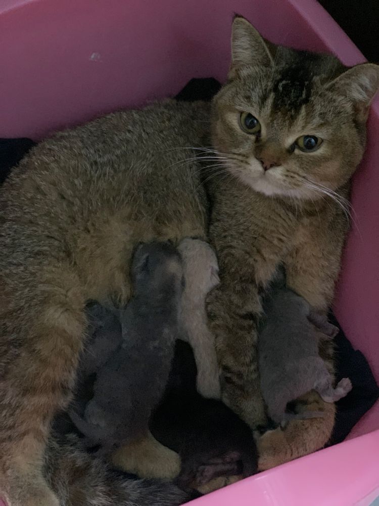 Продаются котёнки.
