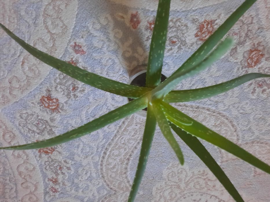 Алоэ Вера! Лечебное растение