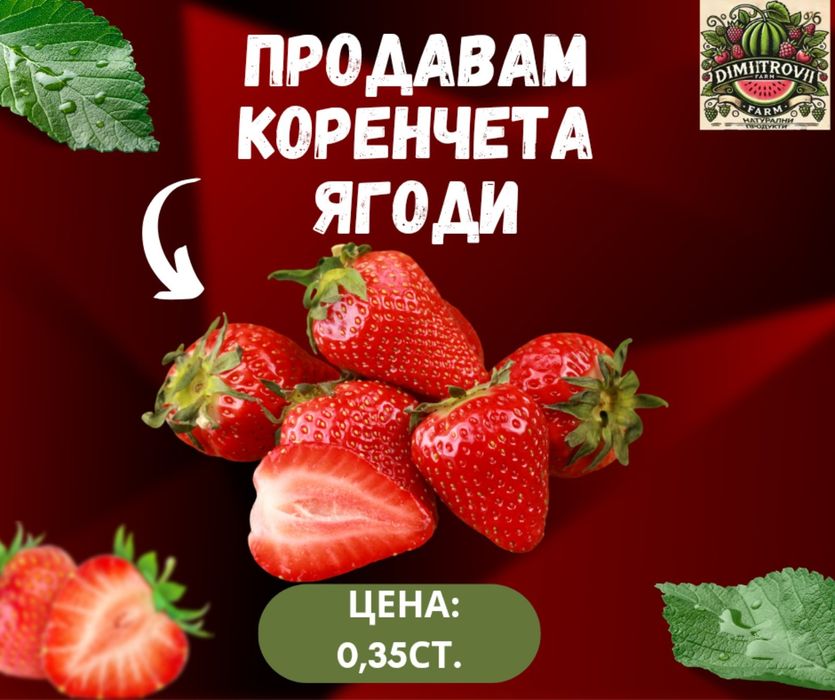 Продавам Разсад Ягоди