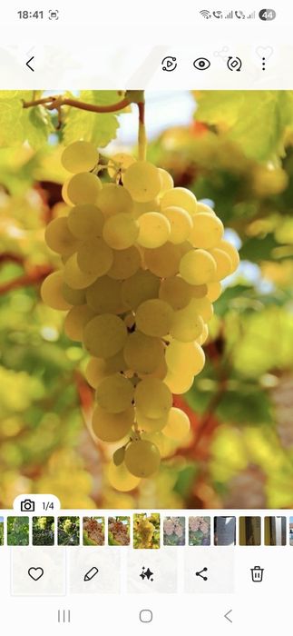 Vând struguri de vin productie 2025
