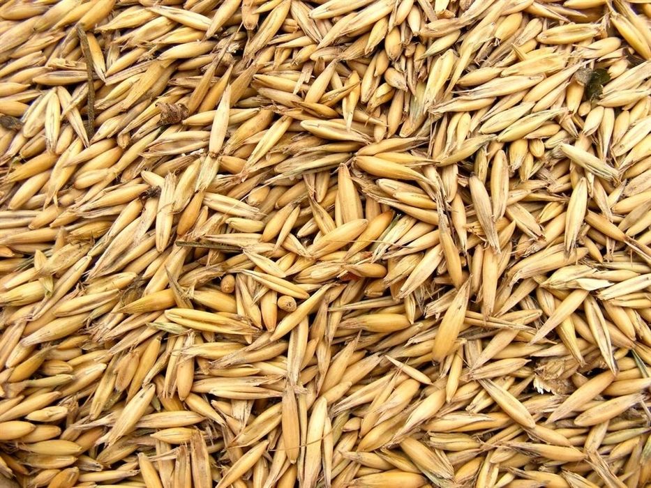 Сұлы сатамын Продам Овес капта
