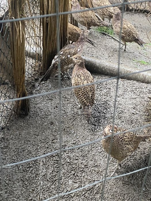 Fazani comuni si tenebros.