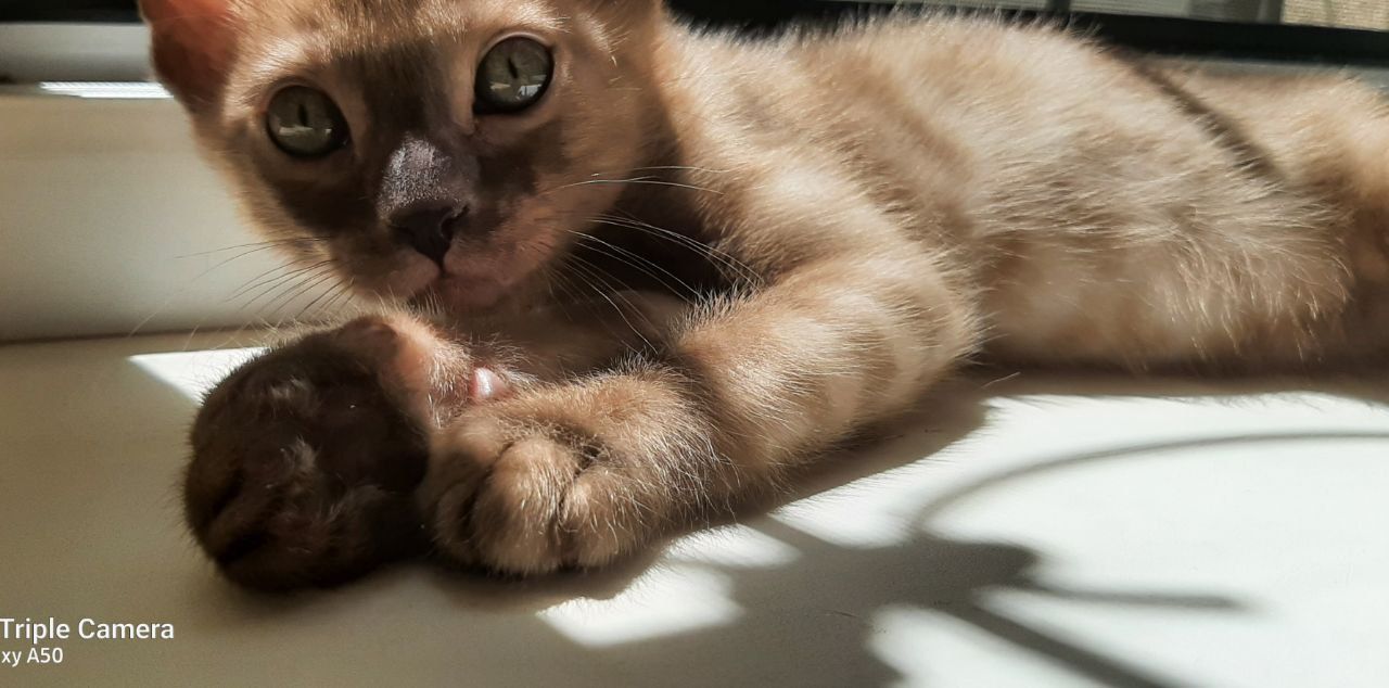 Бенгальские котята