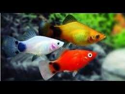 Pesti de Acvariu  Xifo , Platy SI Guppy