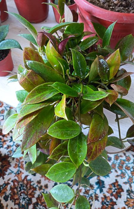 Цветы   красивая Хойя