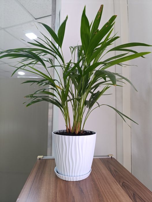 Пальма, комнатная, хризолидакарпус