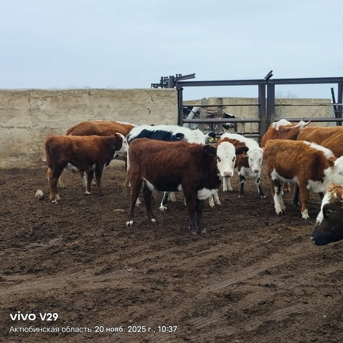 Бұзаулы сиырлар 7 бас