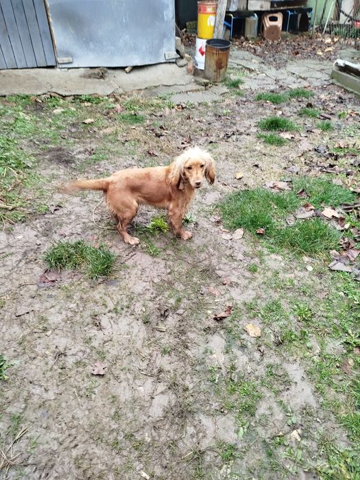 Кокер Шпаньол женски