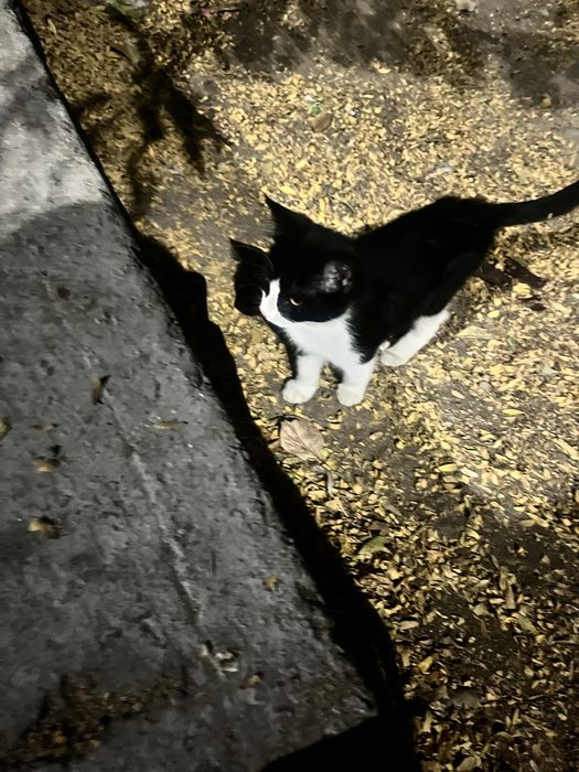 mushikchalar  hadyaga beriladi toza mushular latokni bilishadi
