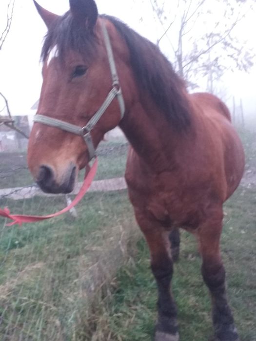 Iapa de vanzare foarte blândă